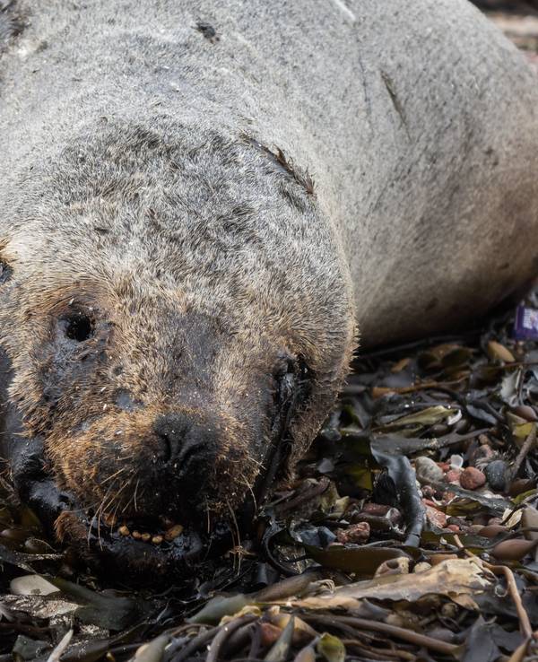Eine tote Robbe liegt an einem Strand in Peru.