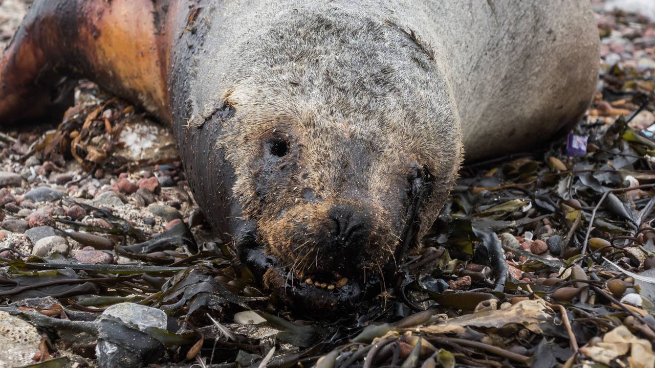 Eine tote Robbe liegt an einem Strand in Peru.