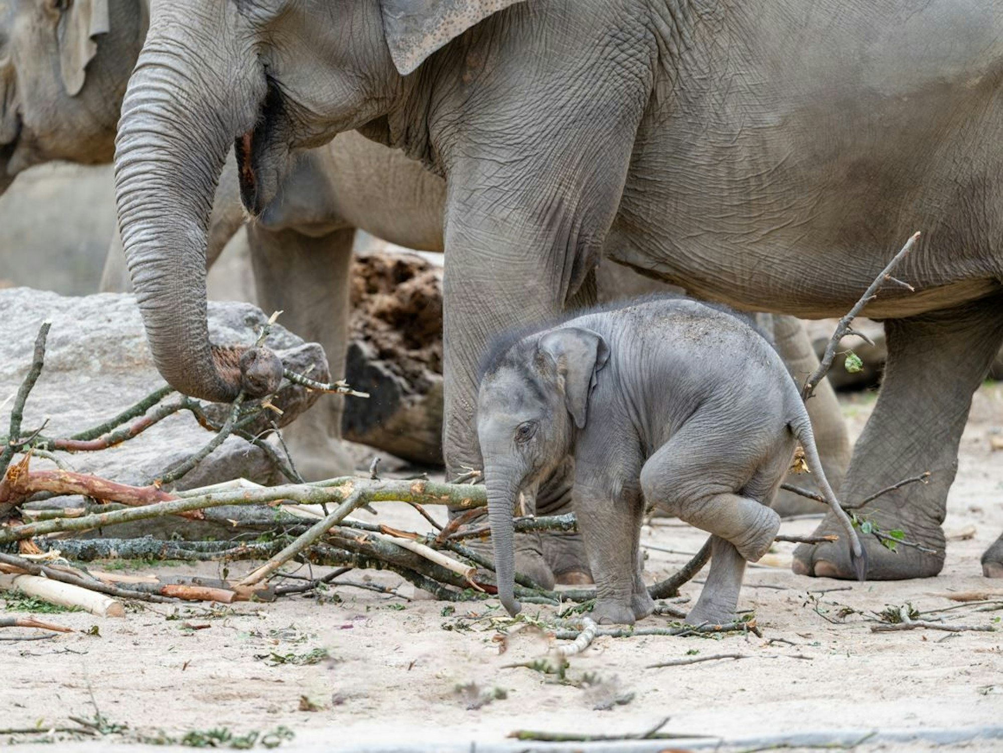 Ein kleinr Elefant im Sand auf der Suche nach Nahrung.