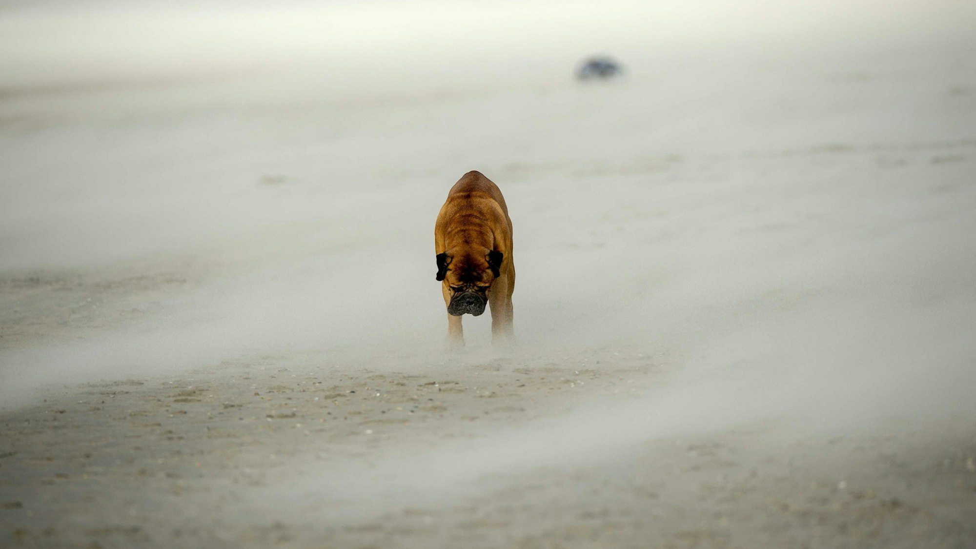 Ein Hund steht im Sturm, der über den Strand von Zandvoort weht.