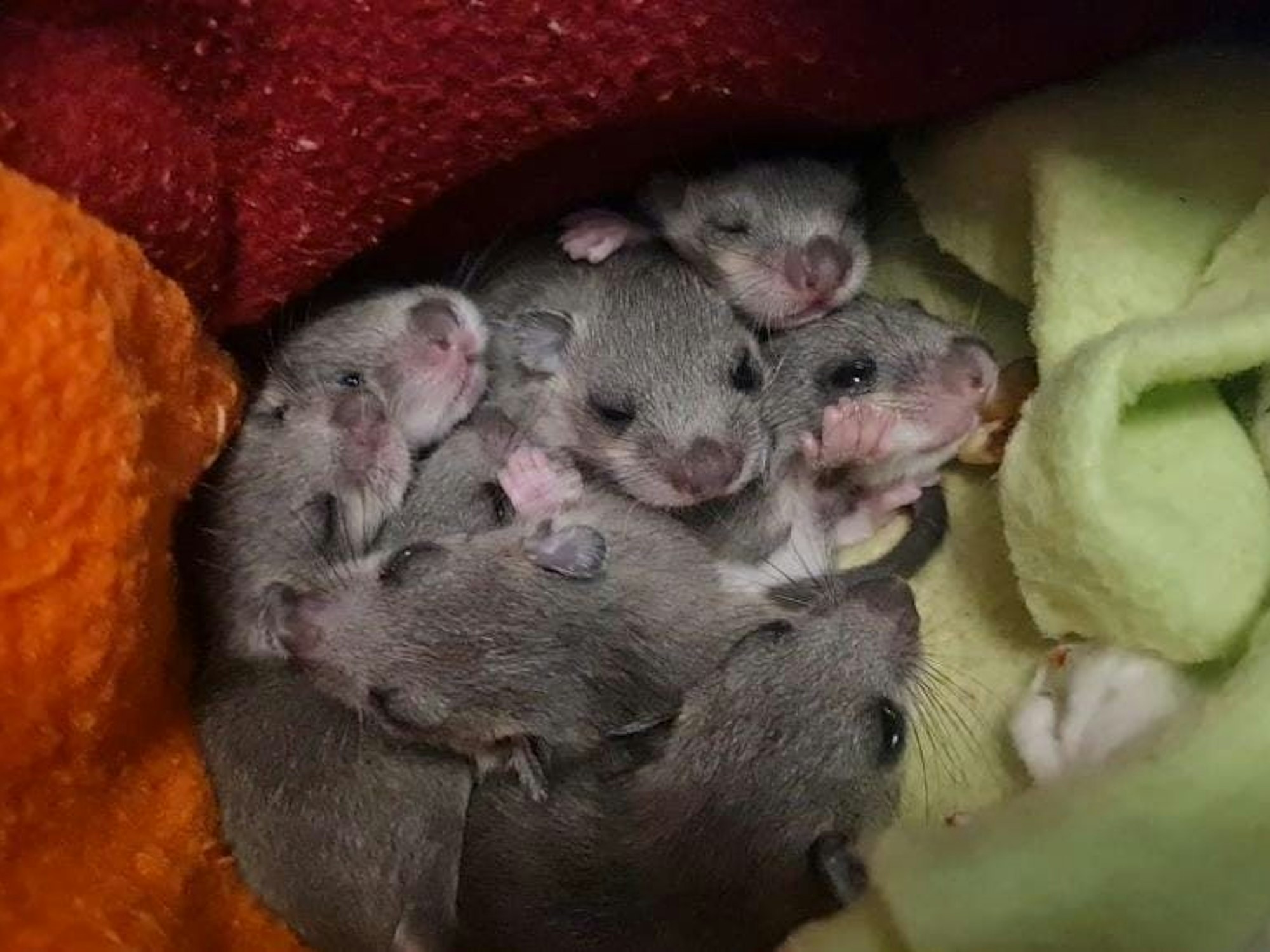 Das Muttertier hatte sich laut Wildtierwaisen-Schutzstation mit acht Jungen in einer Badezimmerschublade einer Familie in München eingenistet.
