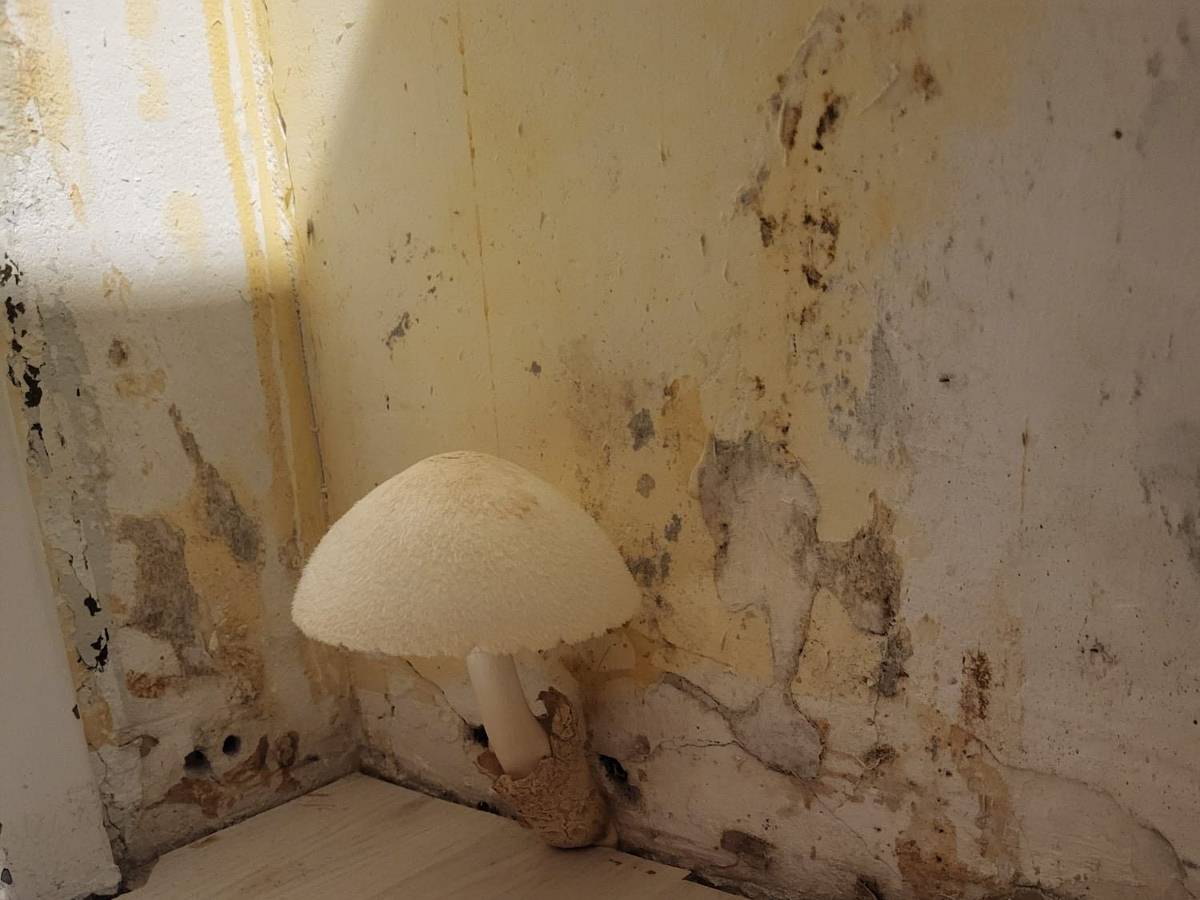 Ein Pilz wächst aus einer Wand, die von Schimmel befallen ist.