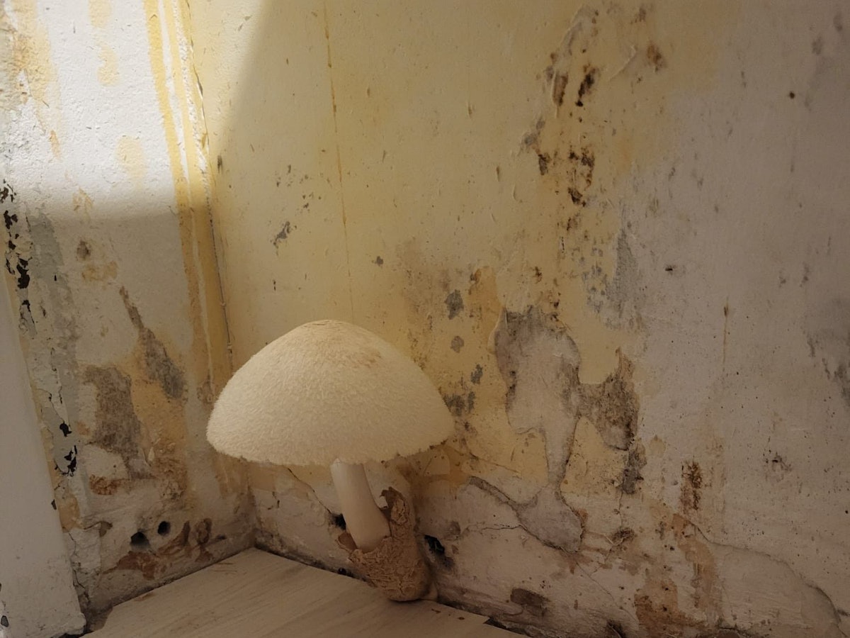 Ein Pilz wächst aus einer Wand, die von Schimmel befallen ist.