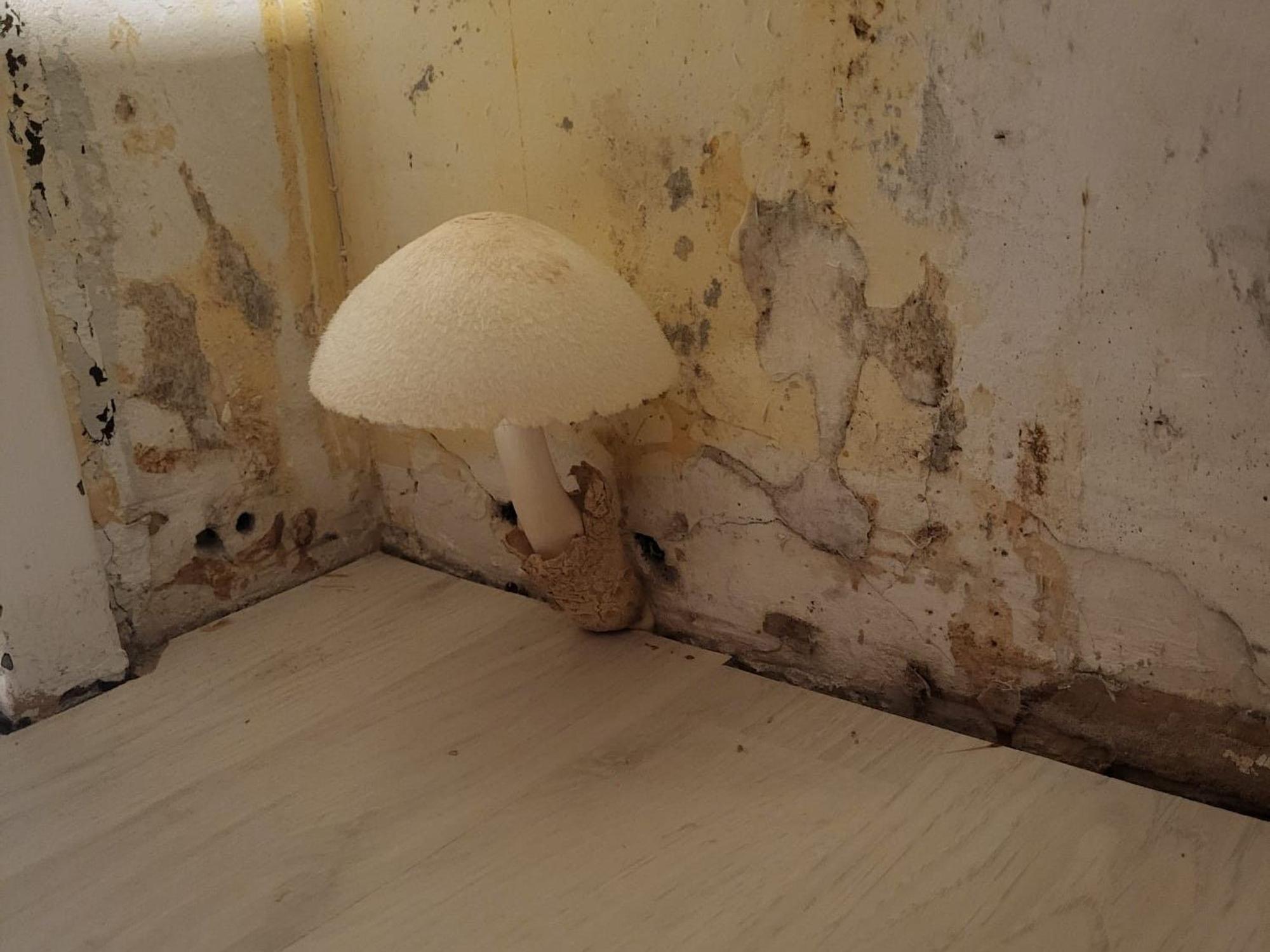 Ein Pilz wächst aus einer Wand, die von Schimmel befallen ist.