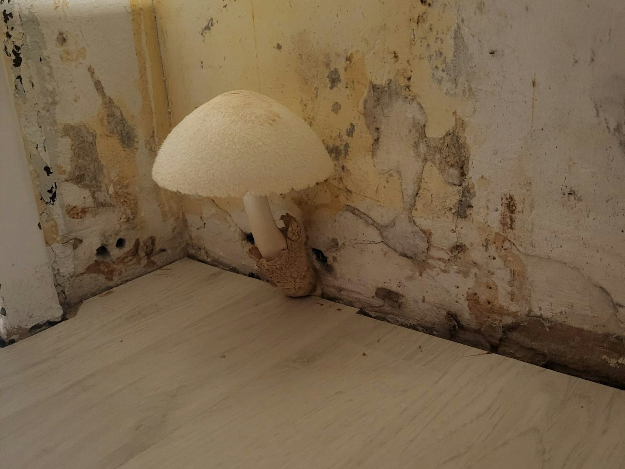 Ein Pilz wächst aus einer Wand, die von Schimmel befallen ist.