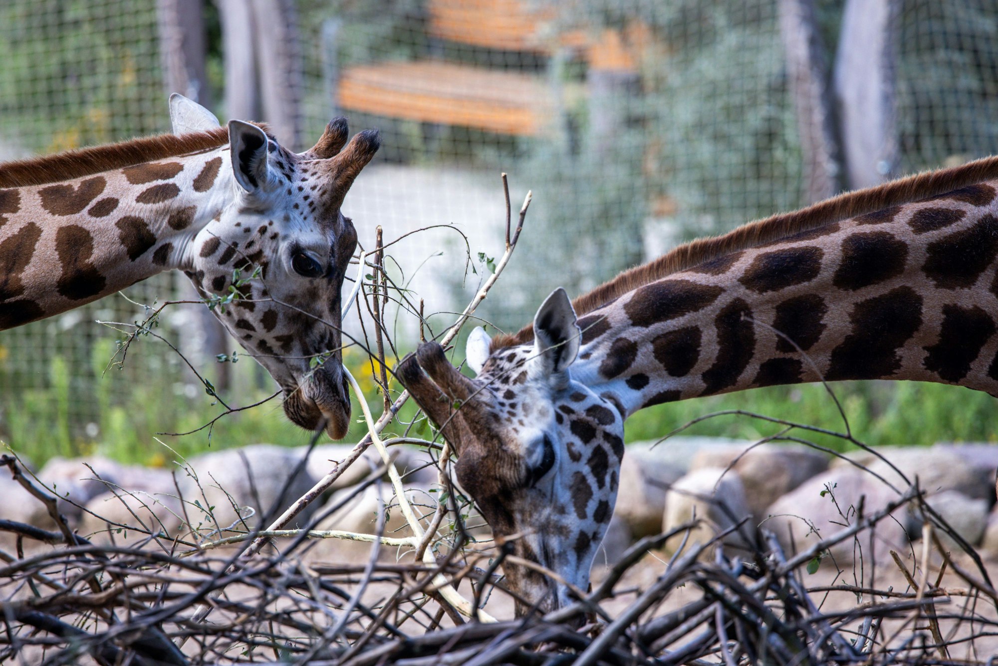 Giraffen fressen im Schweriner Zoo auf der Freianlage Blätter von den Ästen.