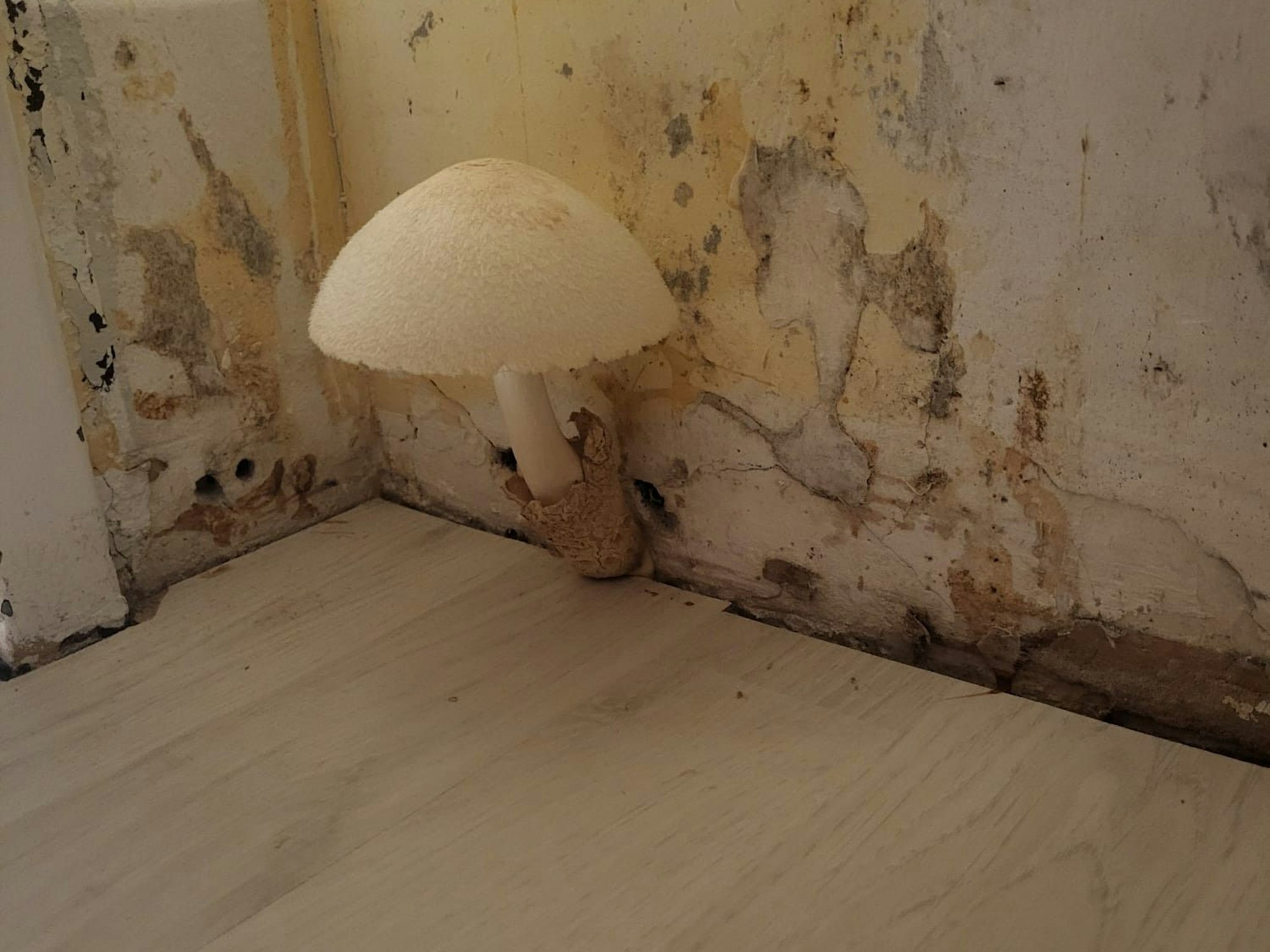 Ein Schimmelpilz wächst aus der Wand der Familie Niestroj.