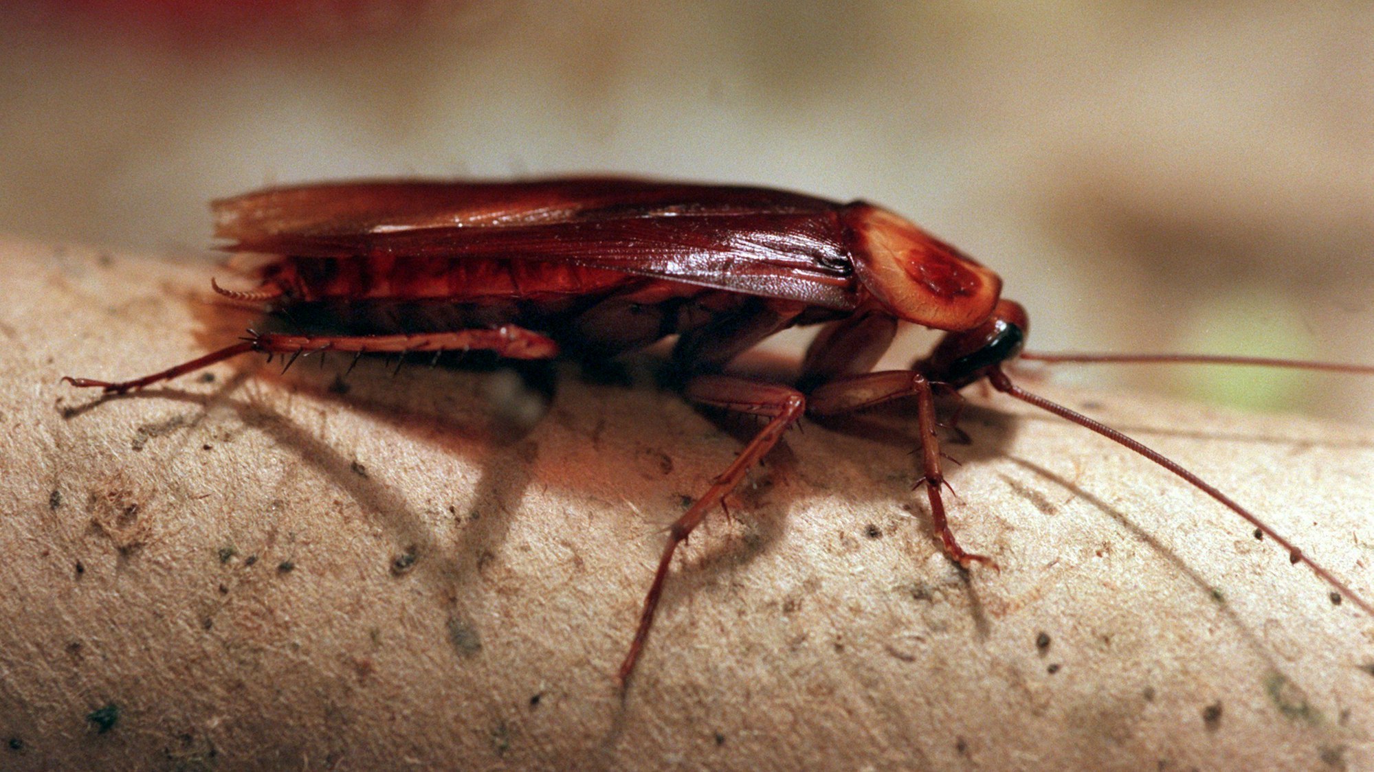 Eine Kakerlake sitzt auf einem Gegenstand.