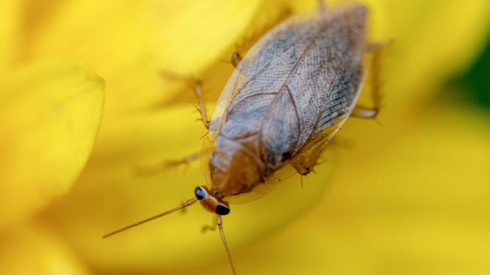 Eine Bernstein-Waldschabe (Ectobius vittiventris) sitzt auf einer gelben Blume.