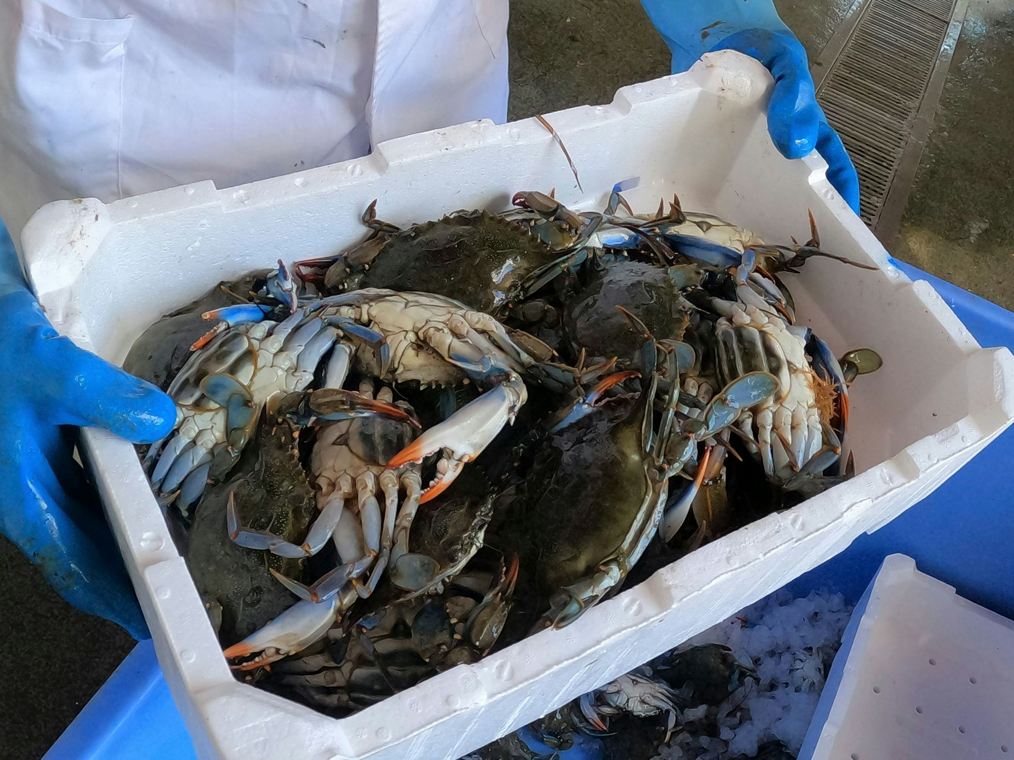 Ein Mann hält eine Kiste mit Blaukrabben in Orbetello, Italien.