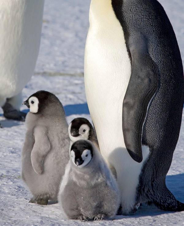 Ein erwachsener Kaiserpinguin und Küken auf dem Meereis in der Halley-Bucht (Aufnahmedatum unbekannt).