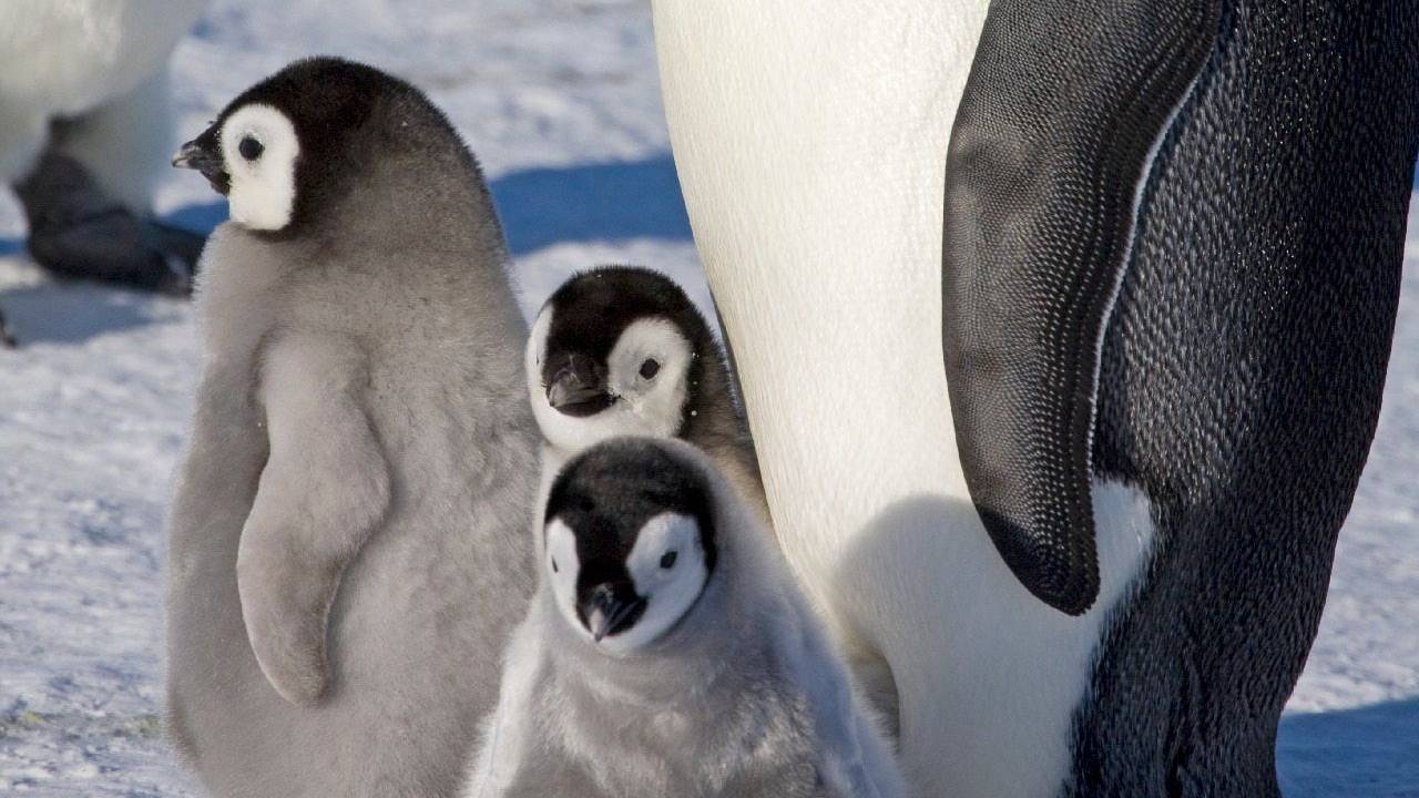 Ein erwachsener Kaiserpinguin und Küken auf dem Meereis in der Halley-Bucht (Aufnahmedatum unbekannt).
