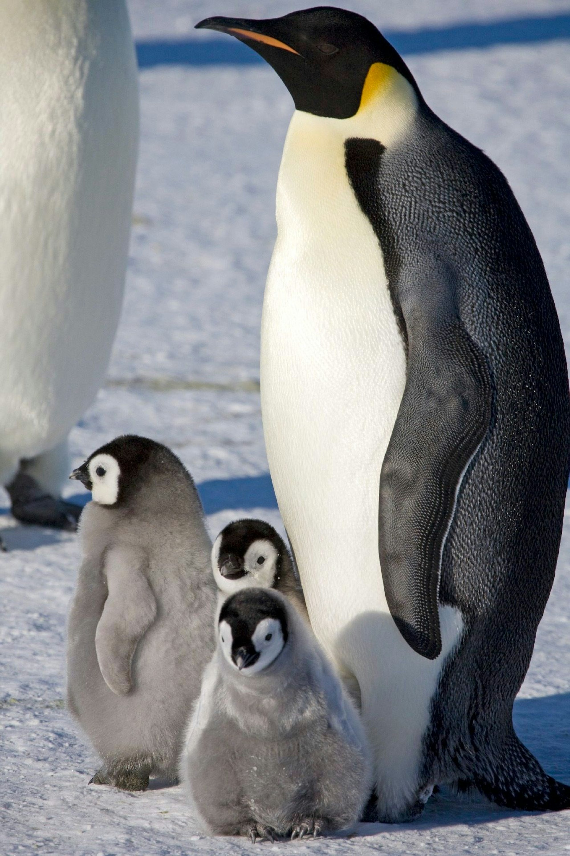Ein erwachsener Kaiserpinguin und mehrere Küken auf dem Meereis in der Halley-Bucht (Aufnahmedatum unbekannt).
