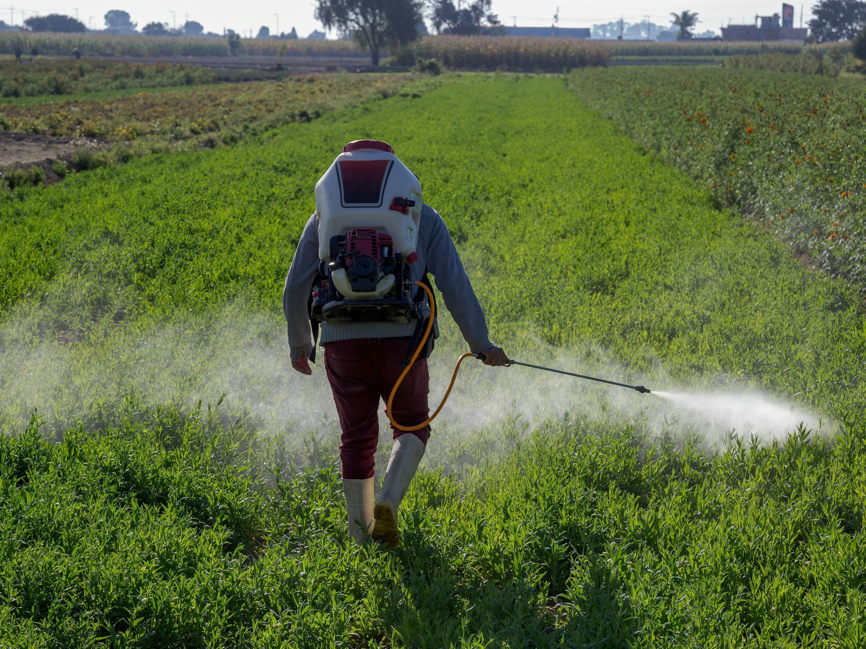 Ein Mann sprüht Pestizide auf ein Feld.
