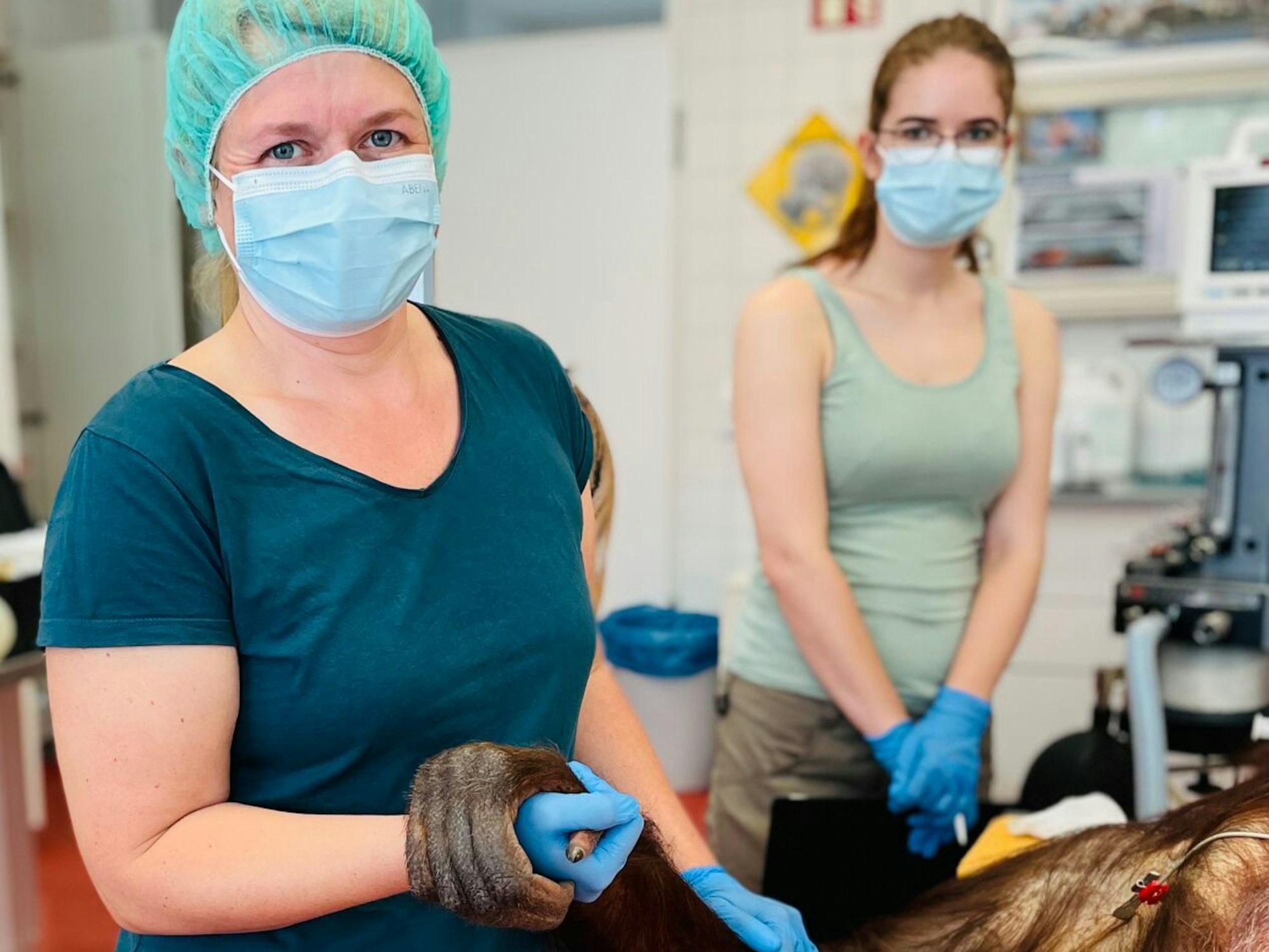 Eine Frau hält während einer OP die Hand einer Affendame.