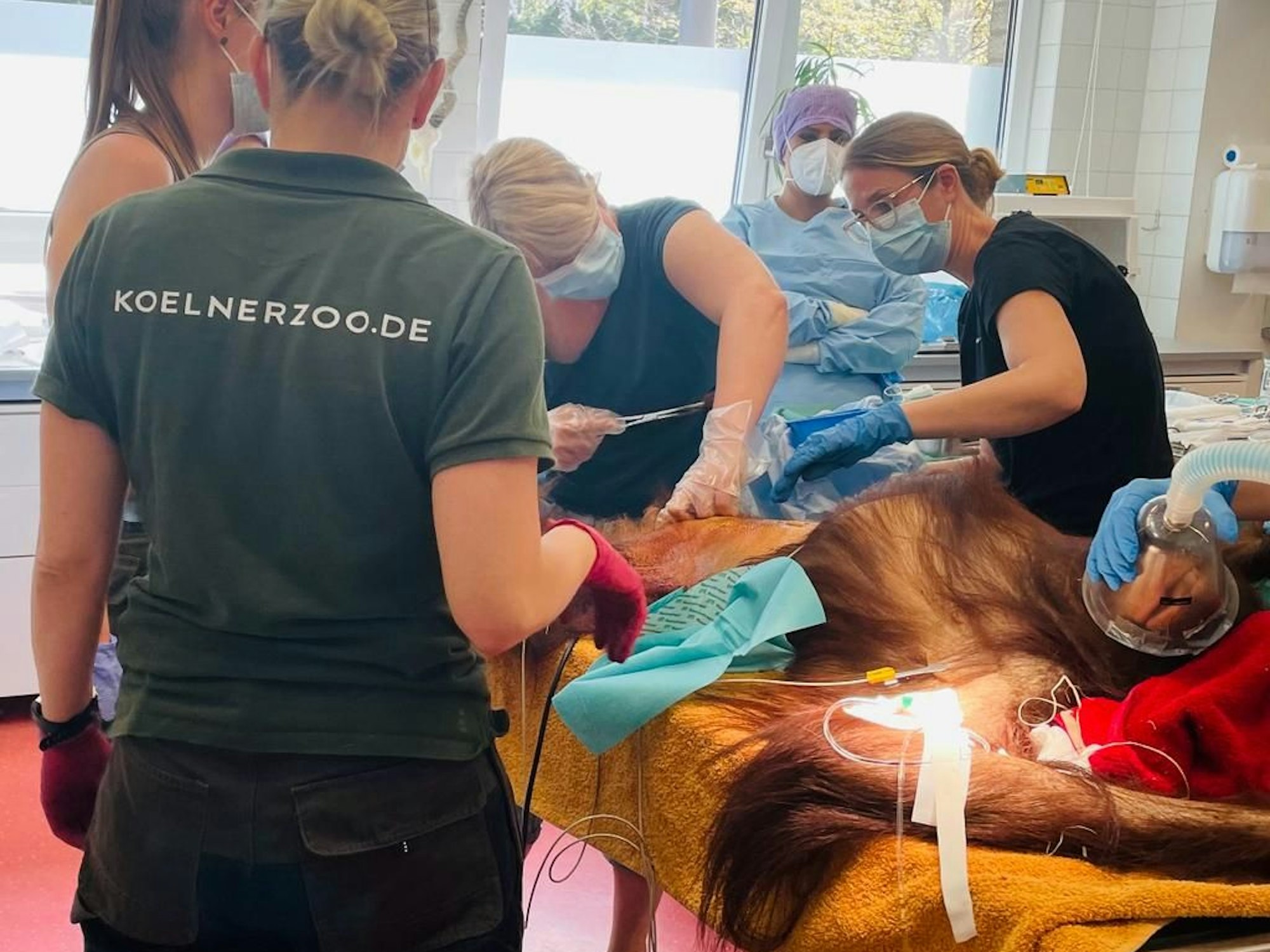 Mehrere Frauen stehen um einen OP-Tisch herum und kümmern sich um eine Orang-Utan-Dame.