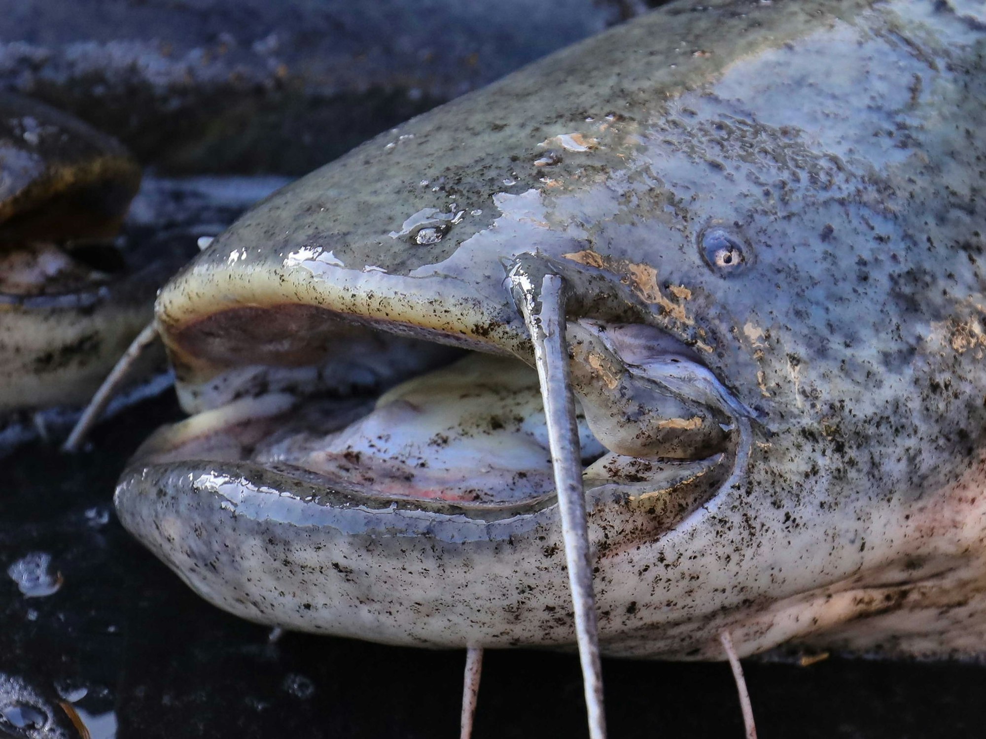 Ein Wels mit geöffnetem Maul, hier im November 2020 in Dresden.