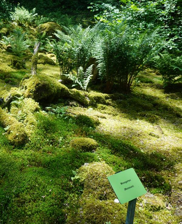 Moosgarten in Staudernheim