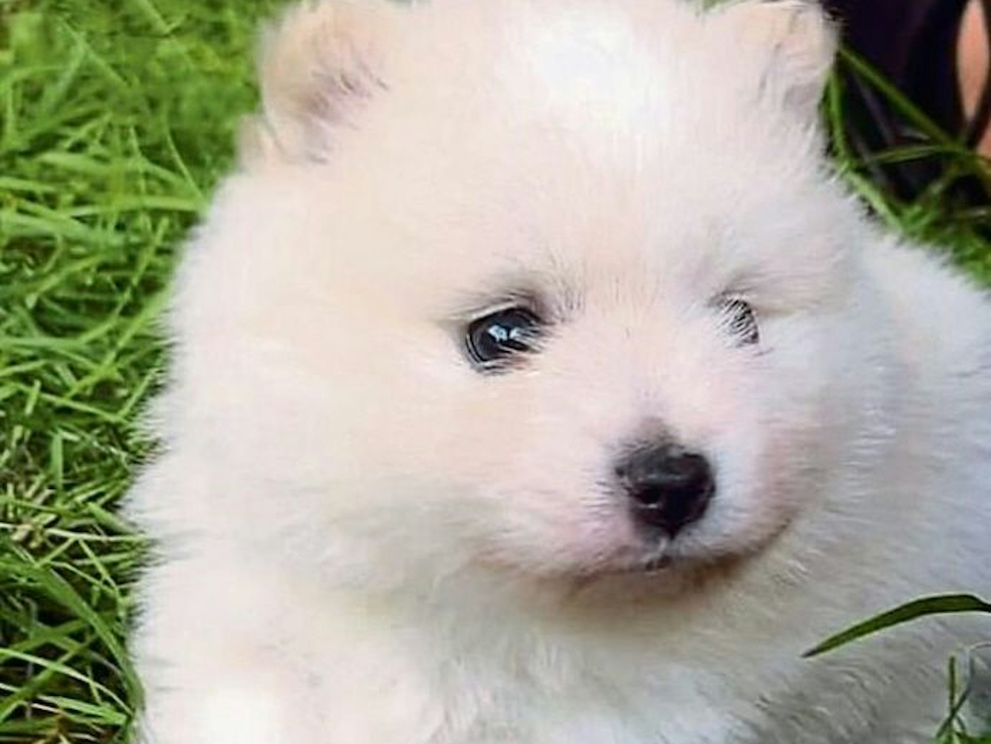 Der Welpe Mucki sitzt auf grünem Gras.