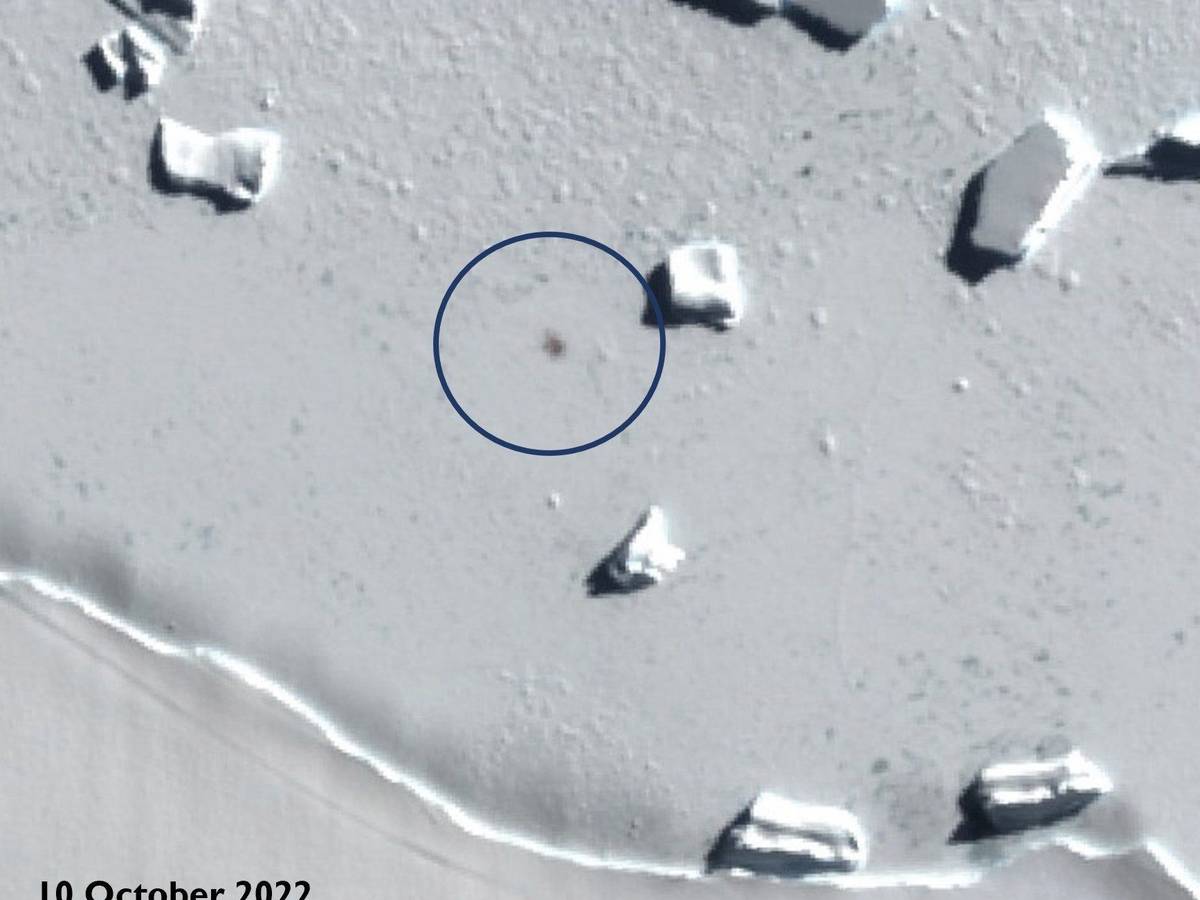 Das Satellitenbild zeigen Smyley Island am 10. Oktober 2022, der Kreis markiert den Standort einer Kaiserpinguin-Kolonie.