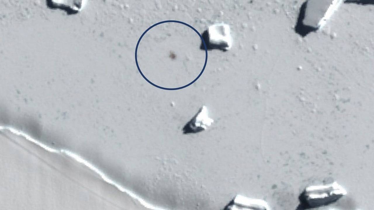 Das Satellitenbild zeigen Smyley Island am 10. Oktober 2022, der Kreis markiert den Standort einer Kaiserpinguin-Kolonie.