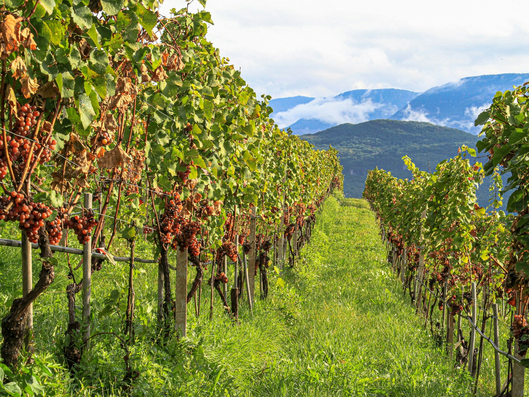 Weinlese in Südtirol.