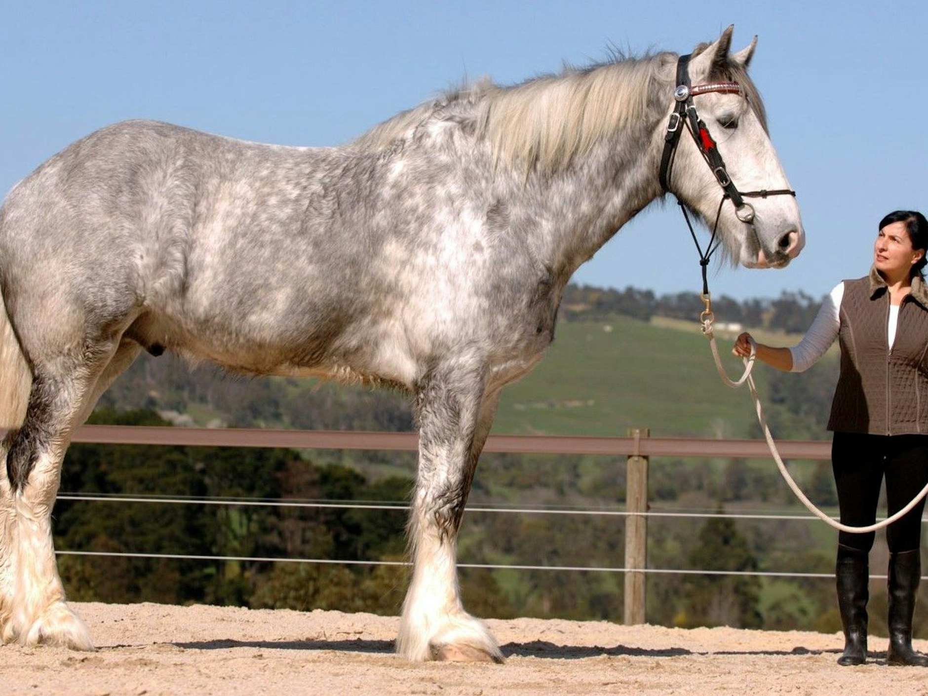 Weltgrößtes Pferd Noddy: Es gehört zur Rasse der kaltblütigen Shire-Pferde.