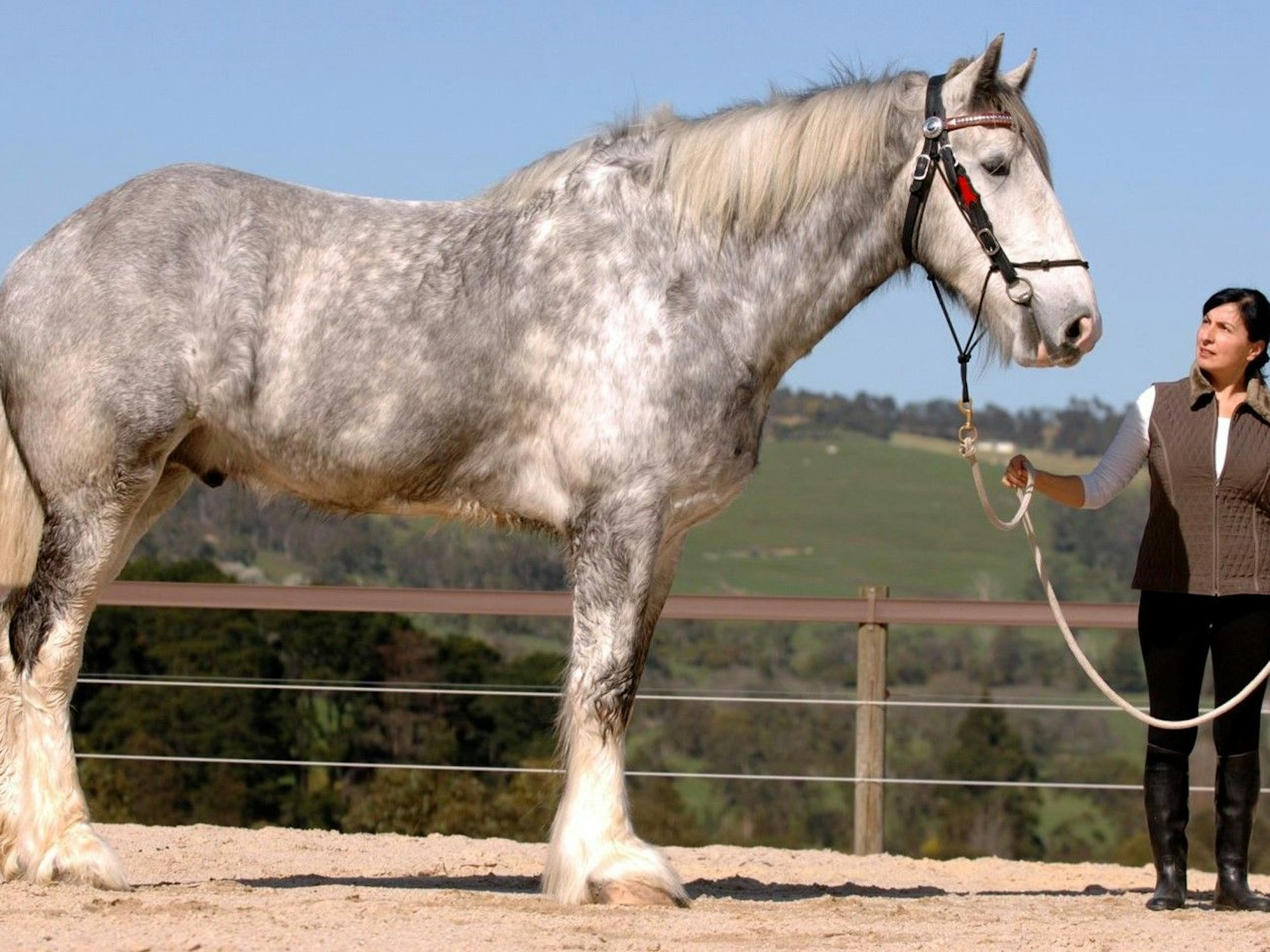 Weltgrößtes Pferd Noddy: Es gehört zur Rasse der kaltblütigen Shire-Pferde.