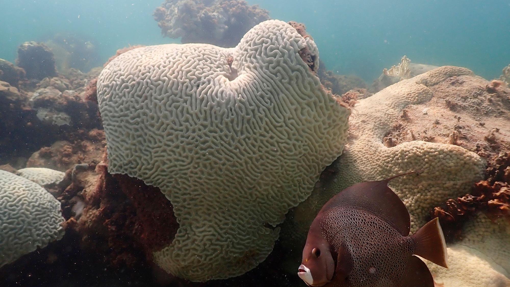 Auf diesem von der NOAA zur Verfügung gestellten Bild schwimmt ein Fisch in der Nähe von Korallen, die Anzeichen von Bleiche zeigen, bei Cheeca Rocks vor der Küste von Islamorada.