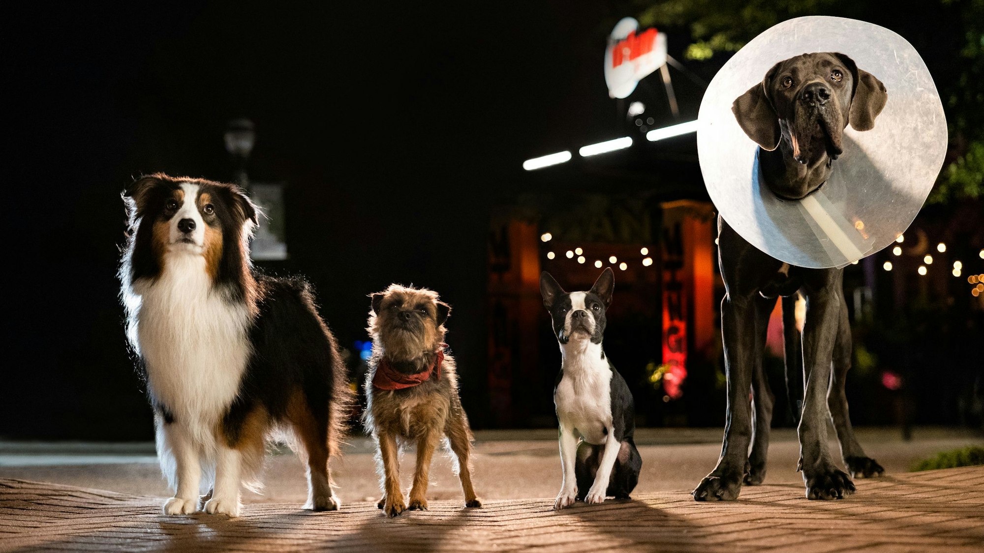 Szene aus dem Film „Doggy Style“.
