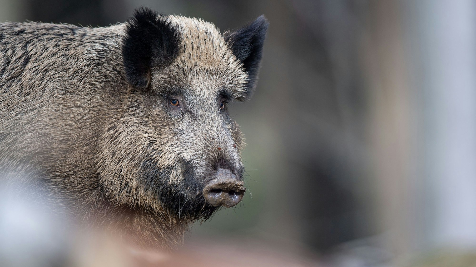 Ein Wildschwein steht im Tier-Freigelände im Nationalparkzentrum Lusen im Wald.