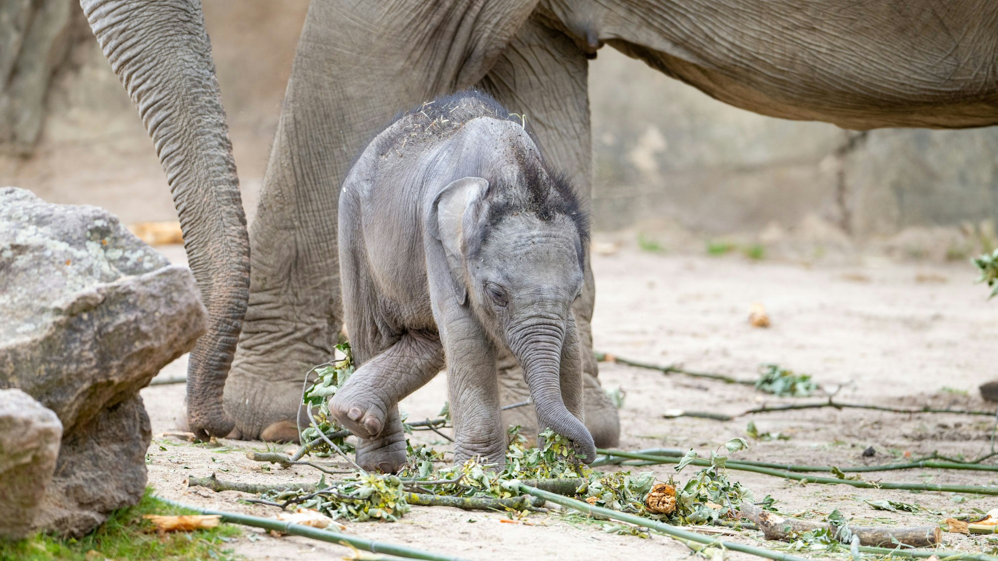 Das Elefantenbaby Sarinya sucht im Kölner Zoo nach etwas zum Fressen.