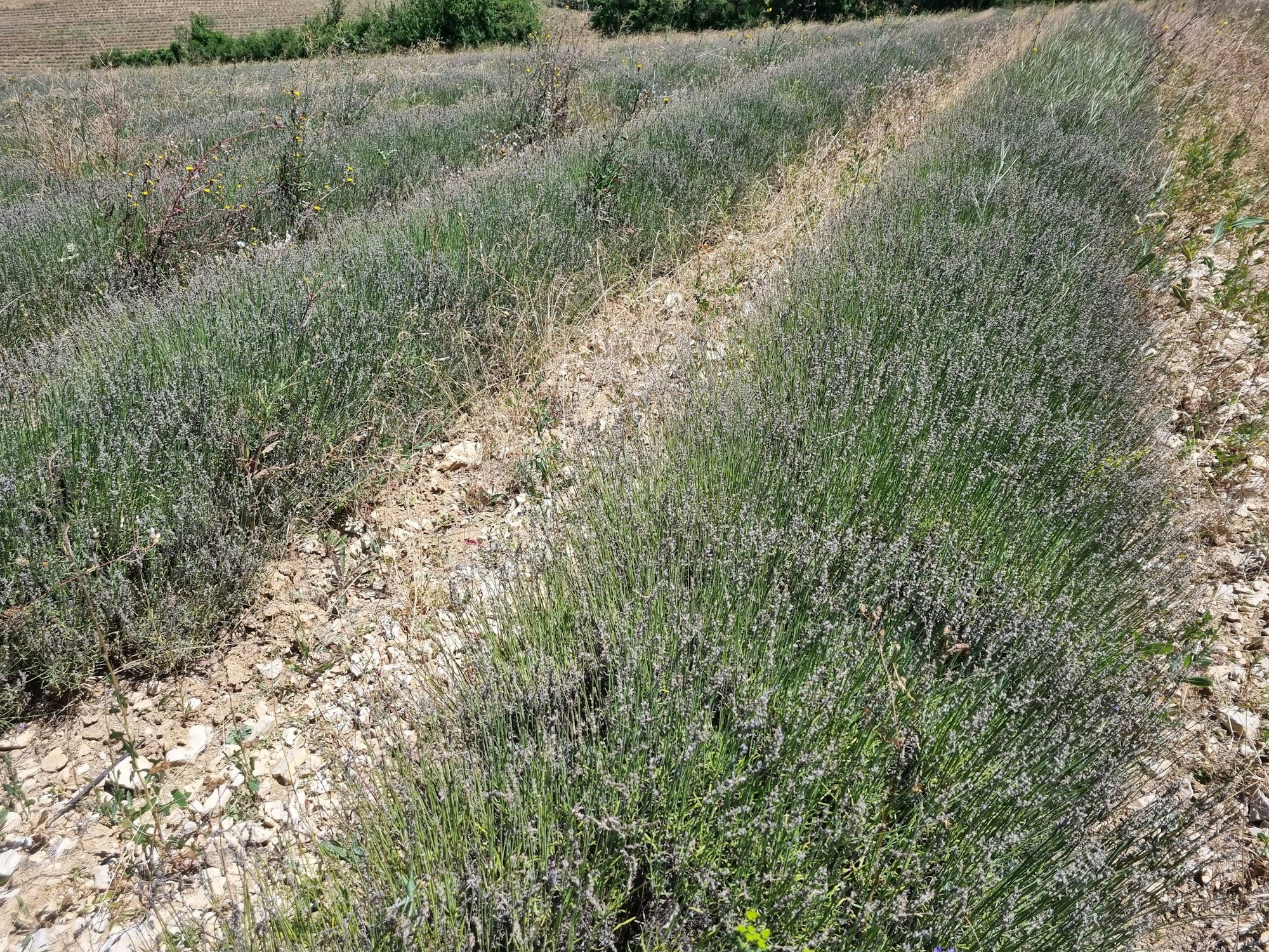 Blick auf ein von Raupen geschädigtes Lavendelfeld in Chamaloc (Frankreich).