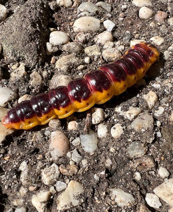 Ein Weidenbohrer auf einem Weg in der Ville in Alfter