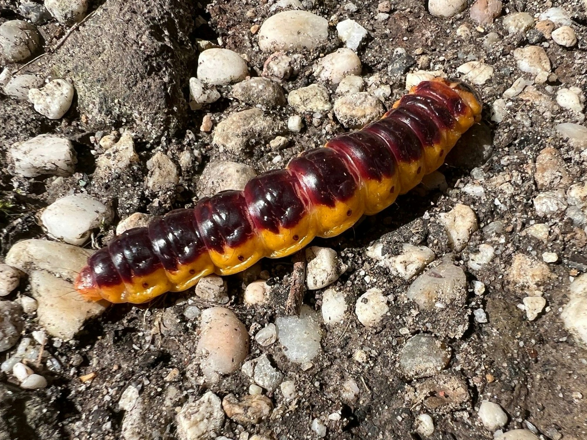 Ein Weidenbohrer auf einem Weg in der Ville in Alfter