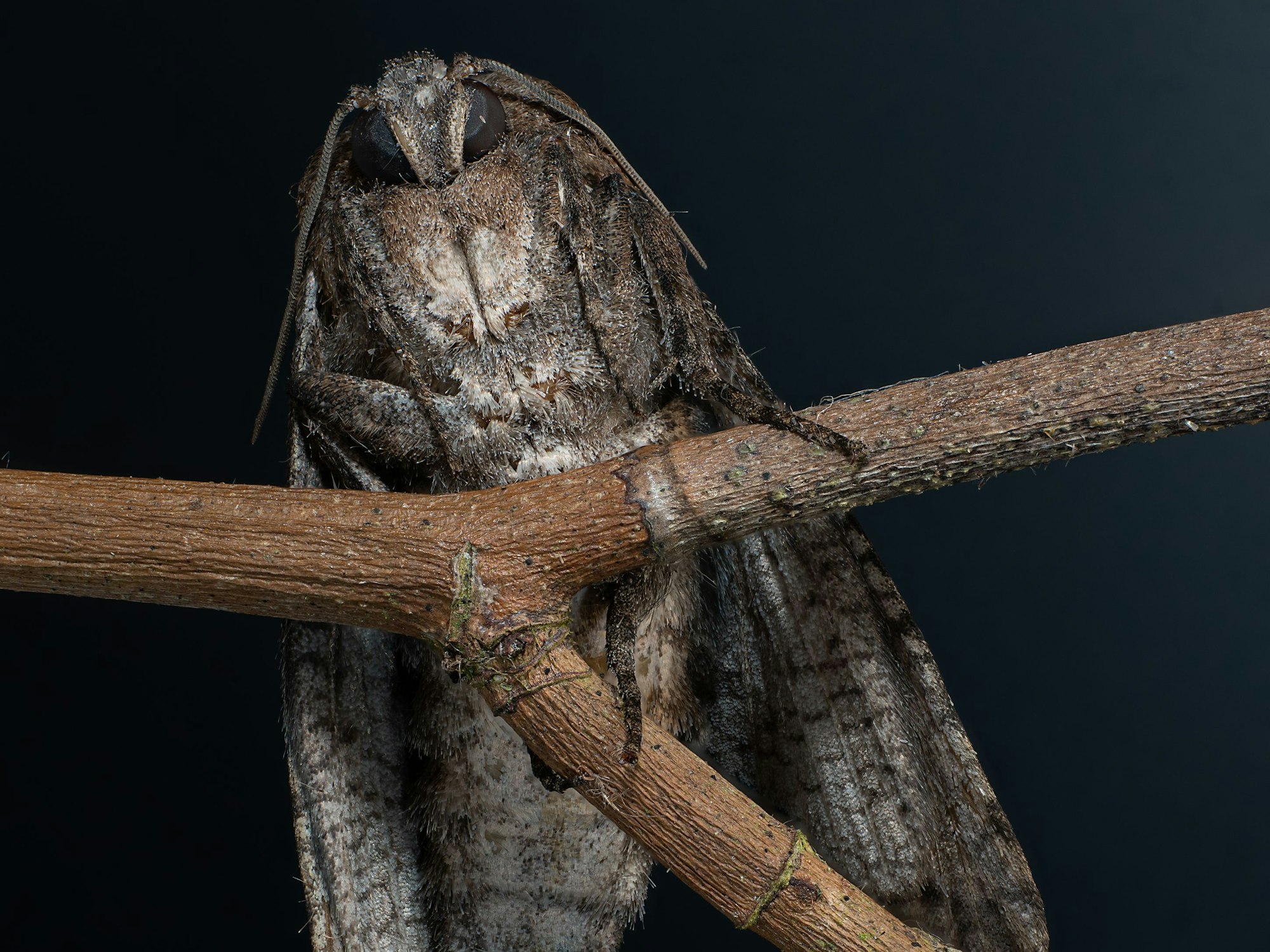 Cossus cossus, der Weidenbohrer