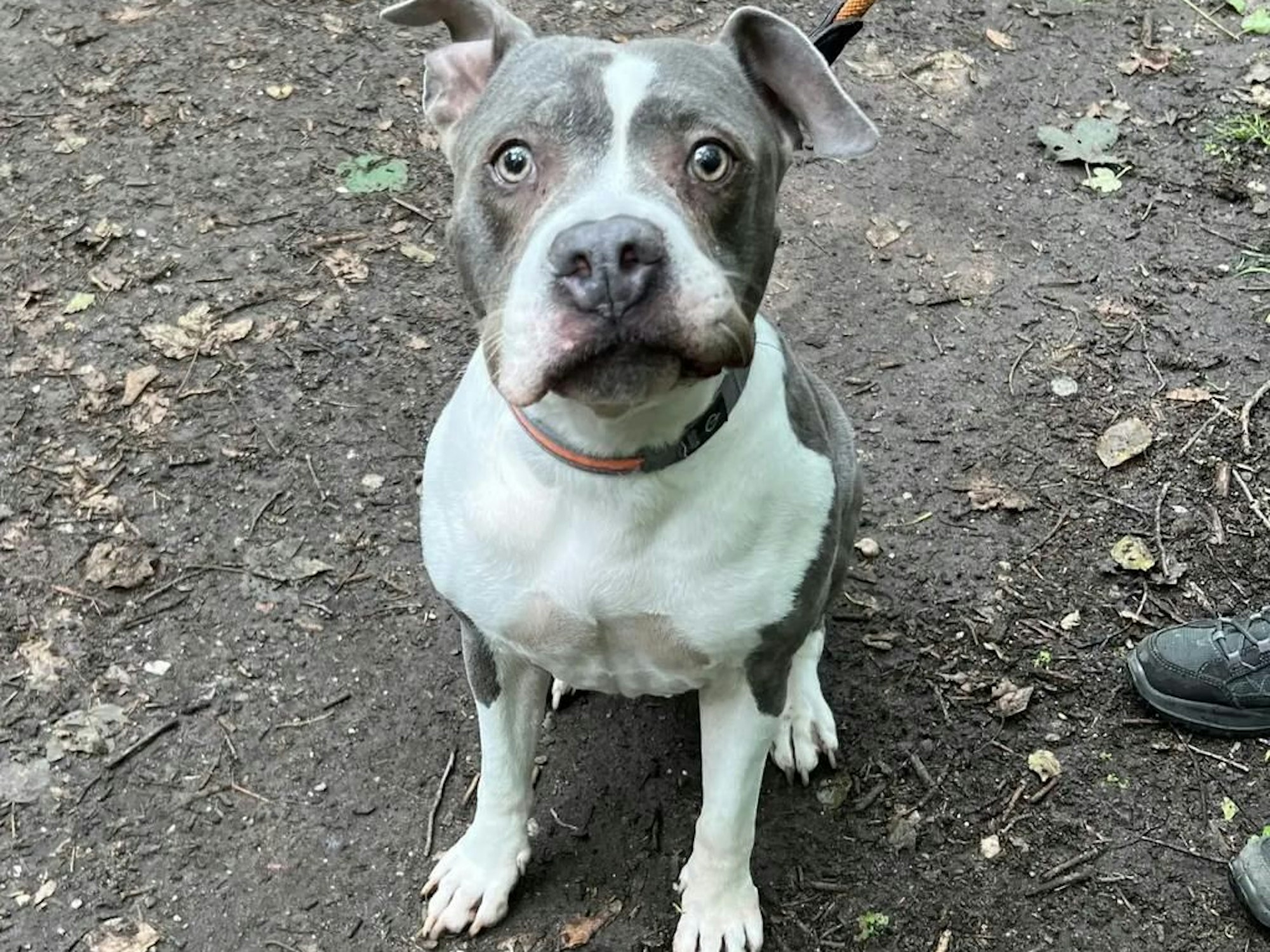 Hündin Nelly sitzt angeleint auf dem Boden.