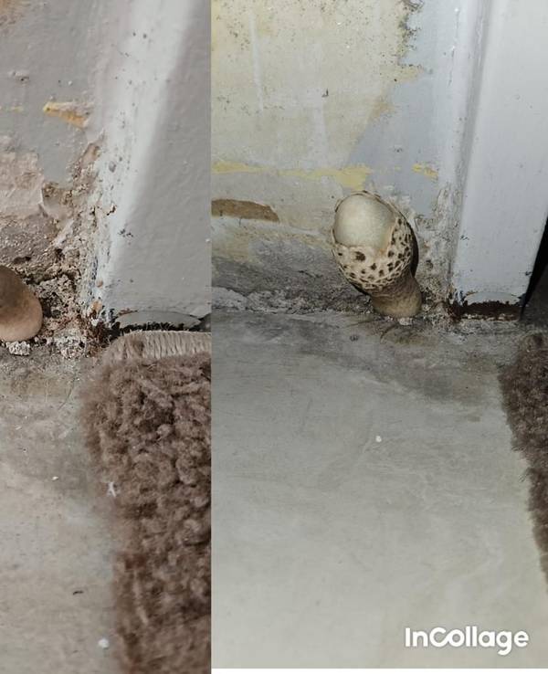 Ein Schimmelpilz wächst aus der Wand einer Kölner Familie.