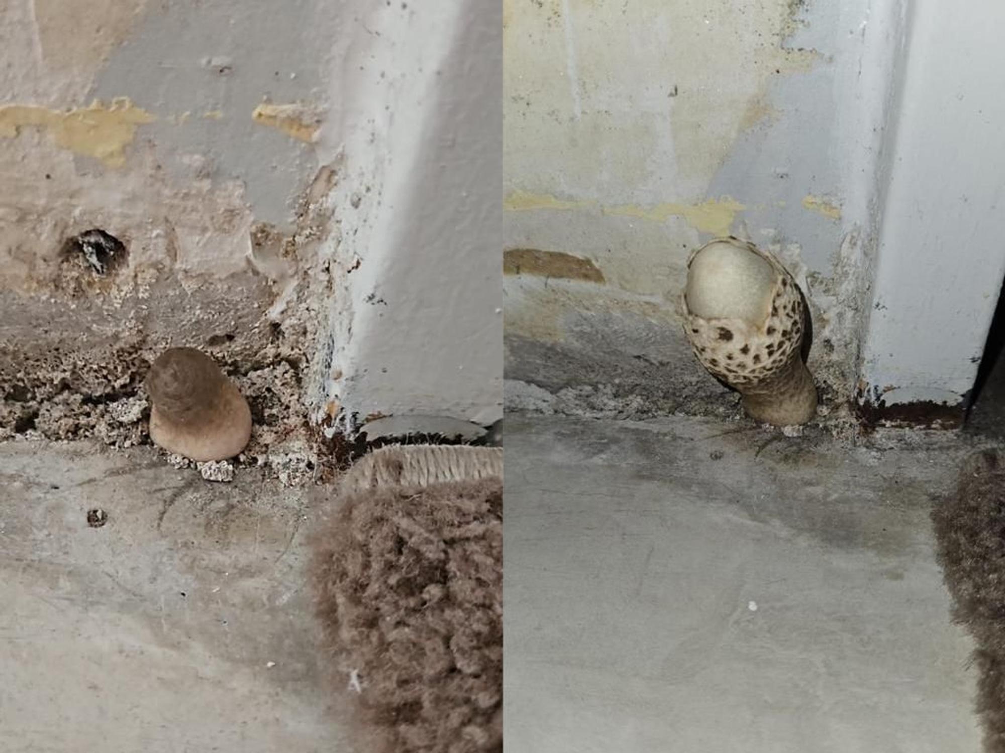 Ein Schimmelpilz wächst aus der Wand einer Kölner Familie.