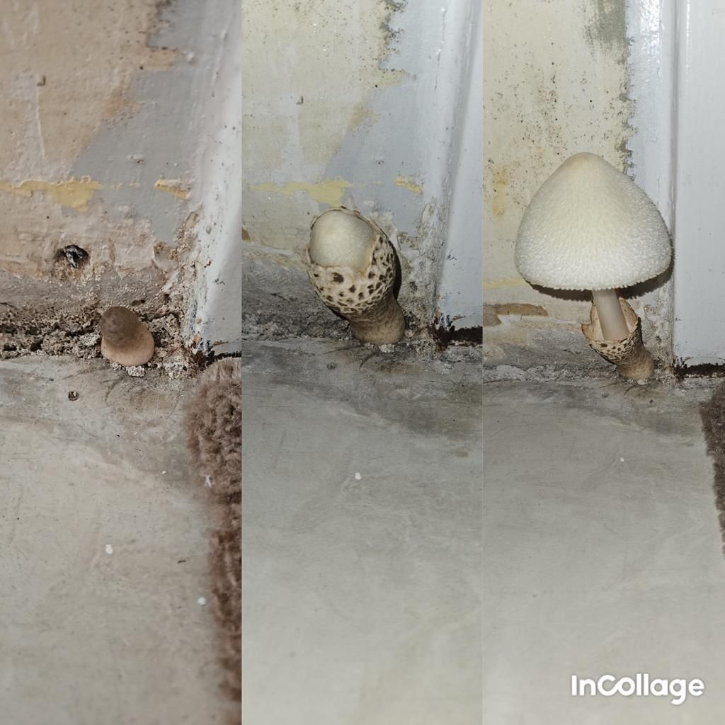 Collage der Entwicklung eines Schimmelpilzes in der Wohnung der Familie Niestroj.