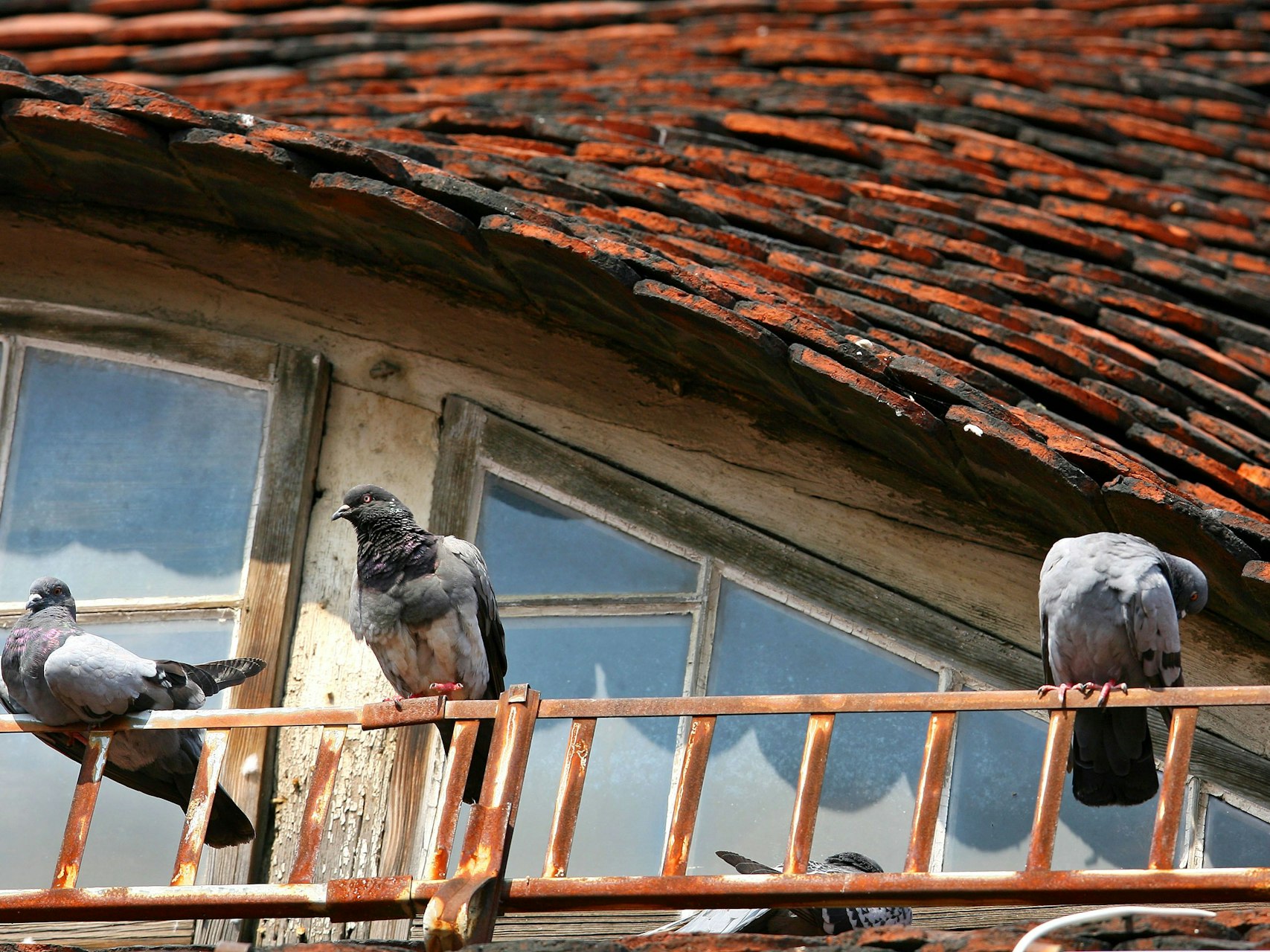 Drei Tauben sitzen vor einem Giebelfenster eines historischen Hauses im Holländischen Viertel in Potsdam, aufgenommen am 13.08.2007.