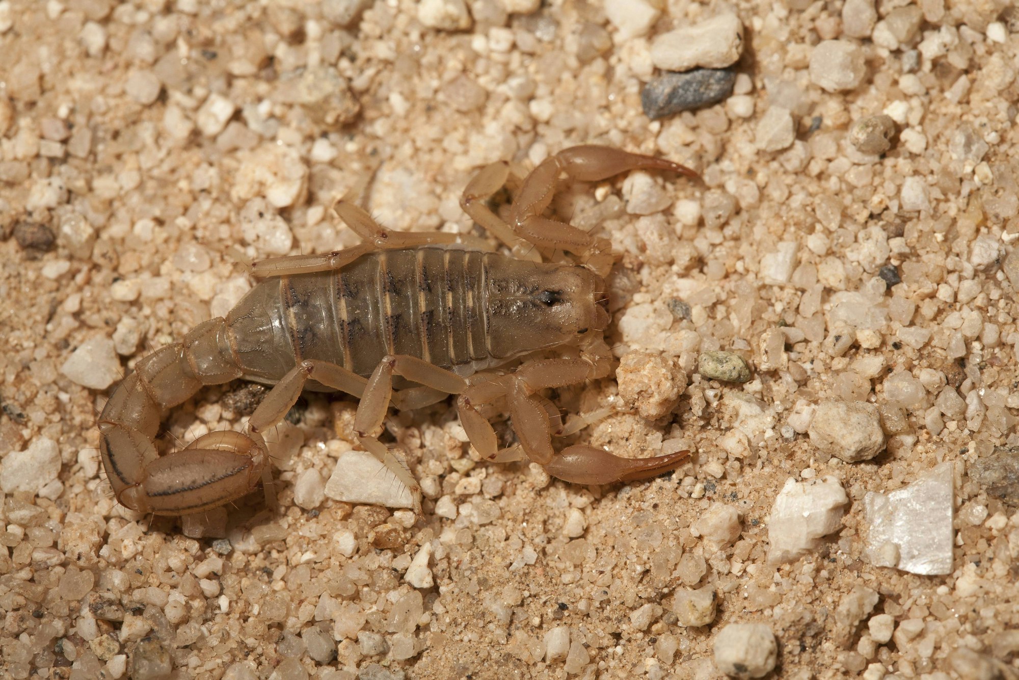 Bark Scorpion, Centruroides sculpturatus, Arizona, USA PUBLICATIONxINxGERxSUIxAUTxHUNxONLY acp54477
Bark Scorpion Centruroides Arizona USA PUBLICATIONxINxGERxSUIxAUTxHUNxONLY acp54477