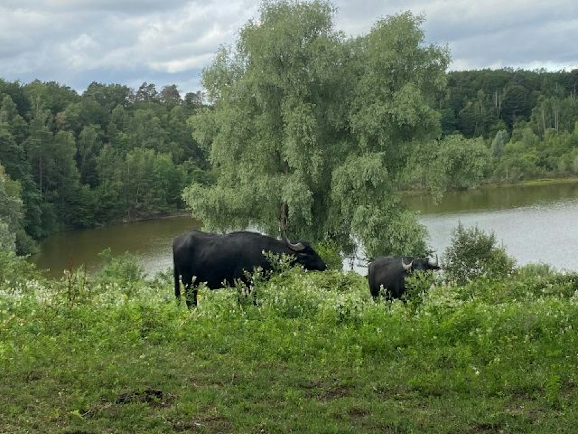 Wasserbüffel leben in Kölner Naturschutzgebiet.