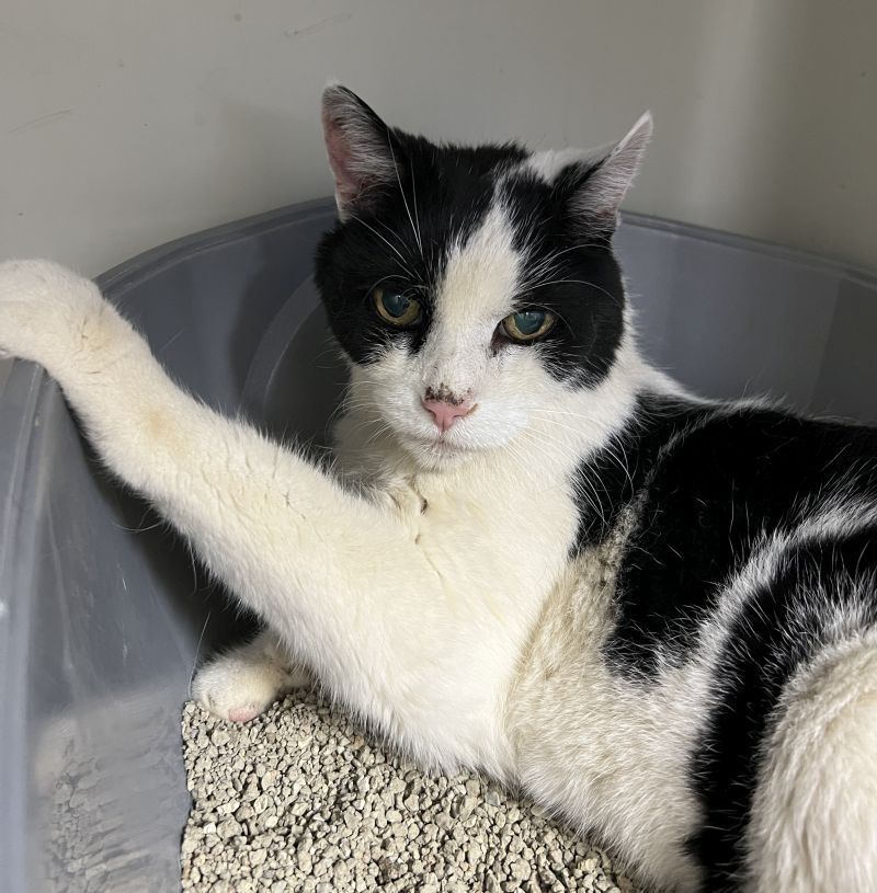 Dieser 19-jährige Kater wurde von seinem Besitzer auf traurige Art und Weise im Stich gelassen.