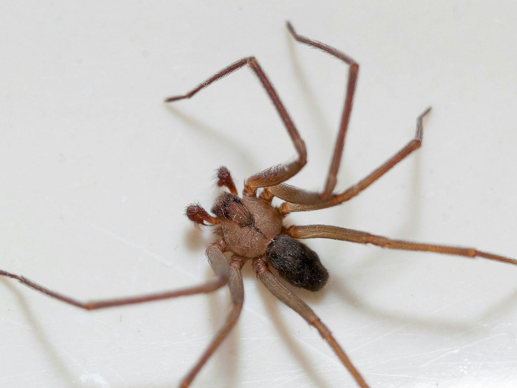 Nordamerikanische Braune Einsiedlerspinne