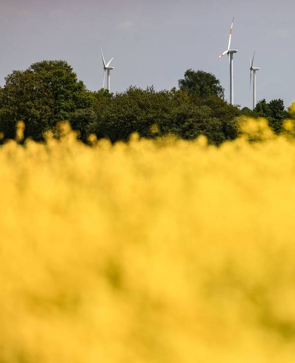 Windräder drehen sich Mitte Mai hinter einem Rapsfeld in der Eifel (Symbolbild): Dort hat am Samstag die Erde gewackelt.