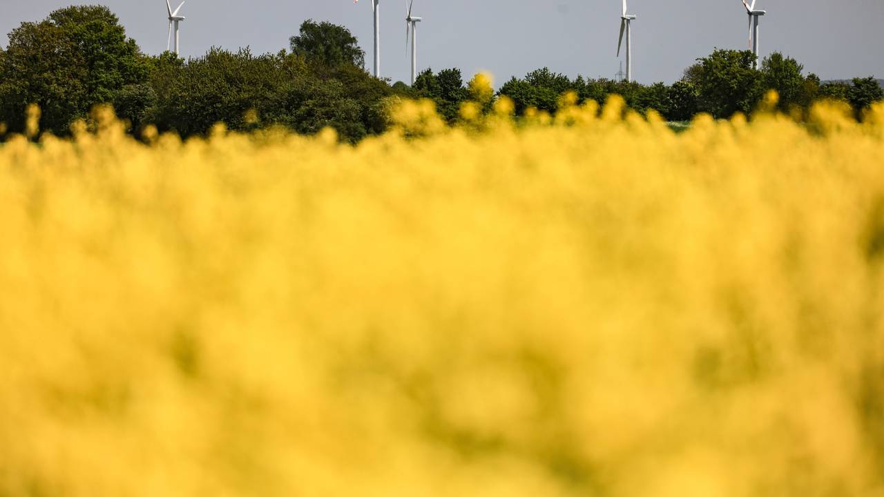 Windräder drehen sich Mitte Mai hinter einem Rapsfeld in der Eifel (Symbolbild): Dort hat am Samstag die Erde gewackelt.