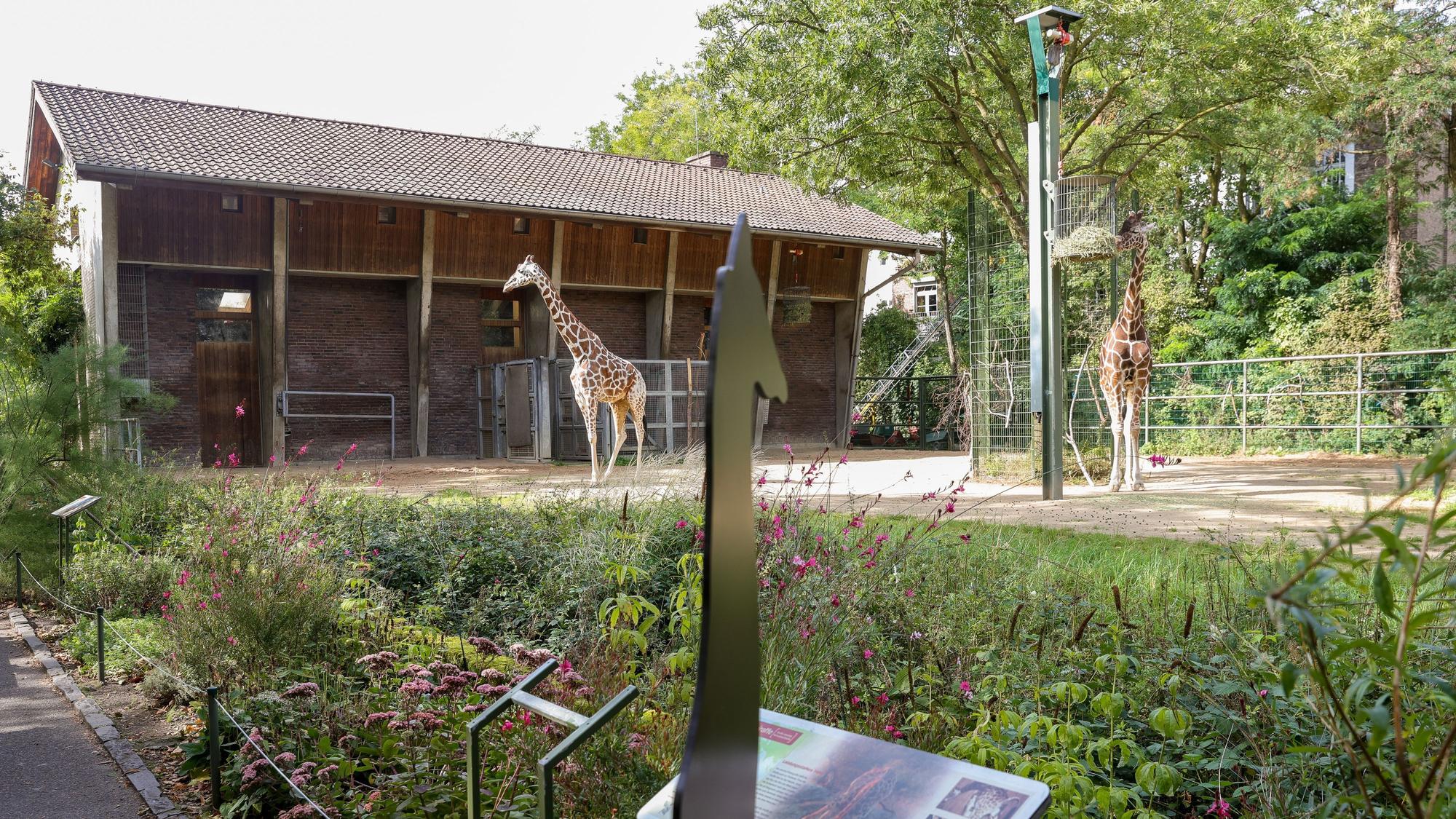 Die beiden Giraffen im Kölner Zoo auf der alte Anlage, die nun umgebaut wird.