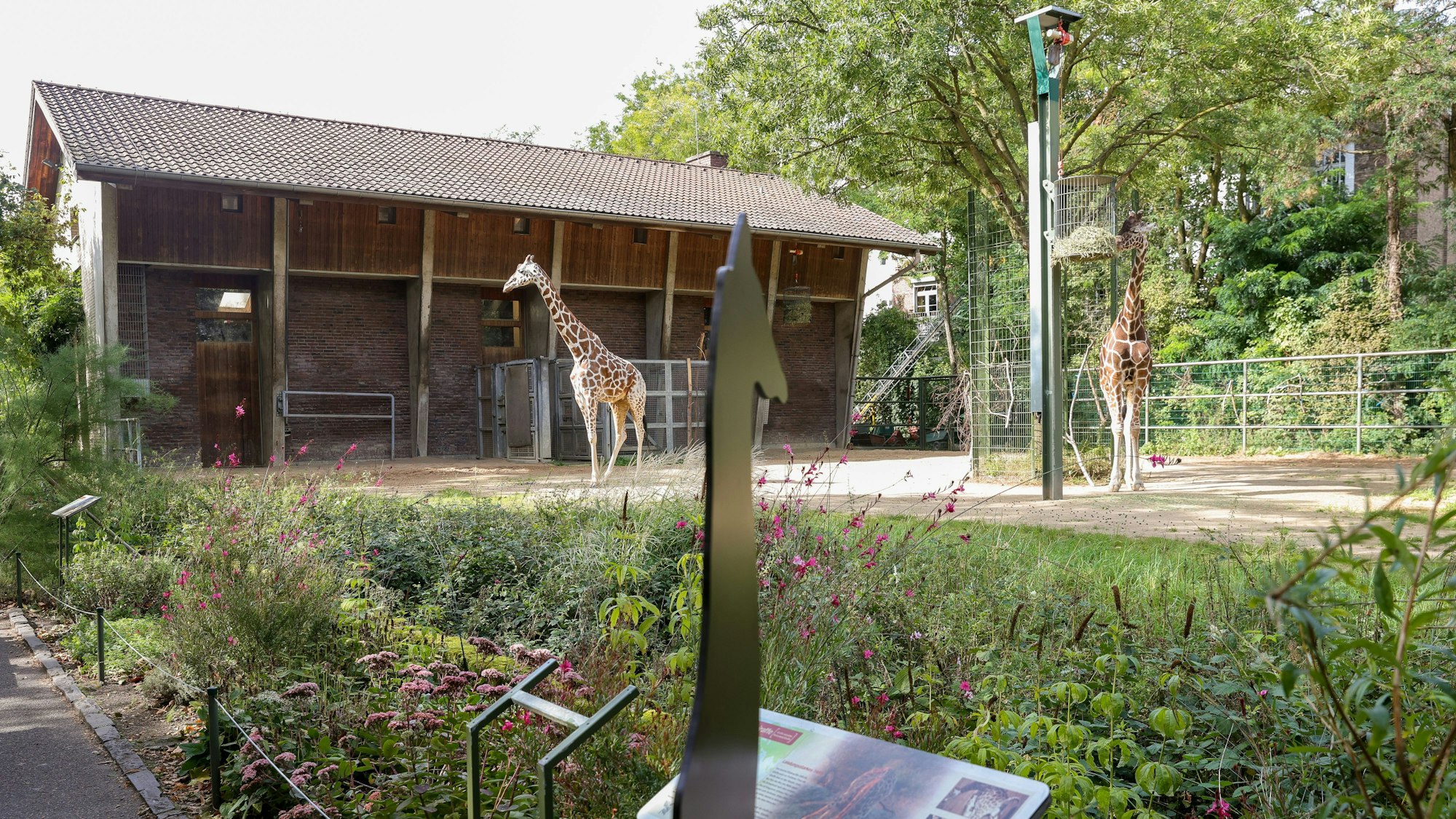 Die beiden Giraffen im Kölner Zoo auf der alte Anlage, die nun umgebaut wird.