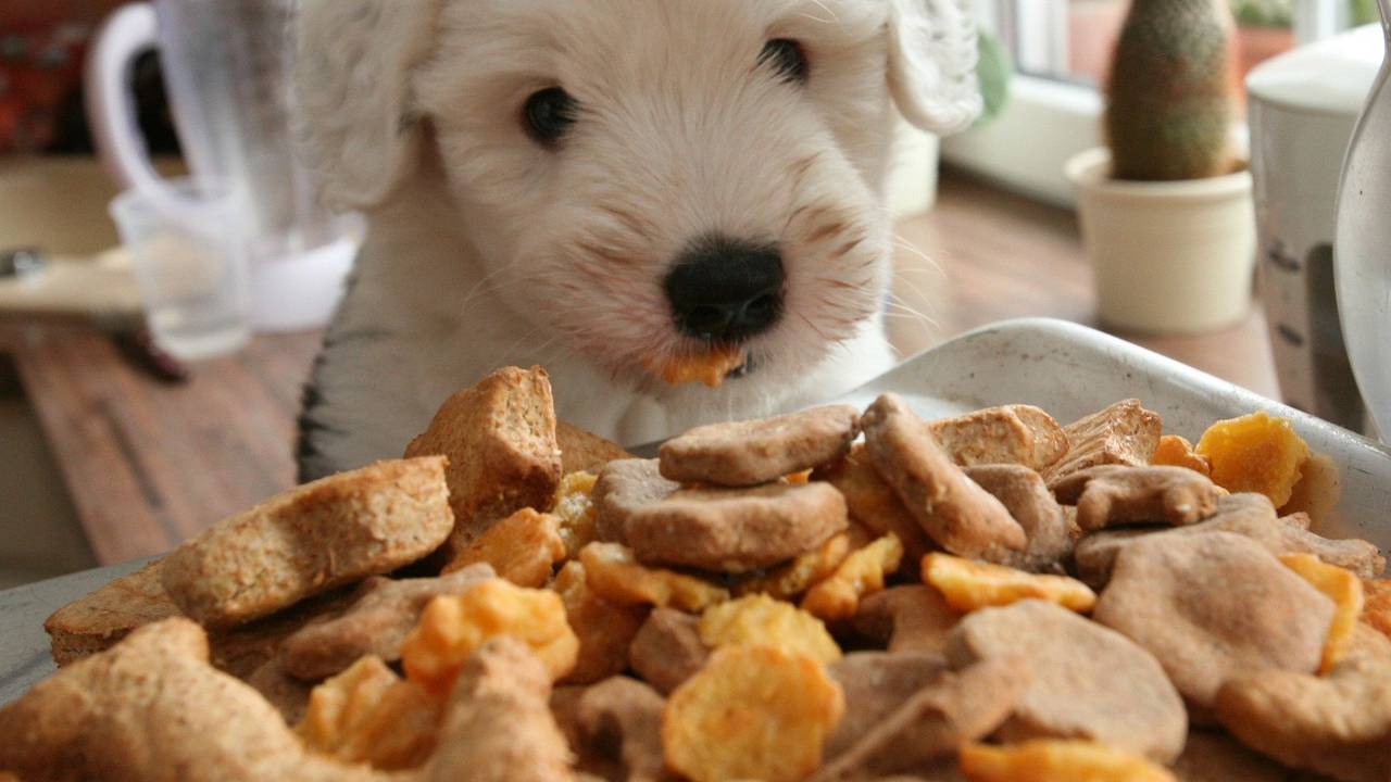 Rückruf von Hundefutter: Unser Symbolbild wurde 2009 aufgenommen und hat nichts mit dem aktuellen Rückruf zu tun. Der sechs Wochen alte Bobtail-Welpe "Andonis" nascht Hundekekse von einer Waage, aufgenommen am 01.12.2009 in der Küche von Hundekeks-Bäckerin Nadine Schulz in Häsen (Oberhavel). Nadine Schulz backt Hundekekse, verpackt sie in kleine Tüten und verkauft sie auf verschiedenen Märkten. Foto: Nestor Bachmann dpa/lbn (zu KORR.-Bericht "Kekse für Bello und Co. - Frauchen steht am Herd" vom 15.12.2009)